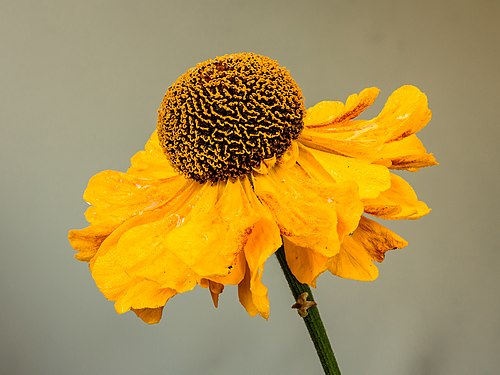Helenium 'El Dorado'. Bloeiwijze. 18-07-2021. (d.j.b).jpg